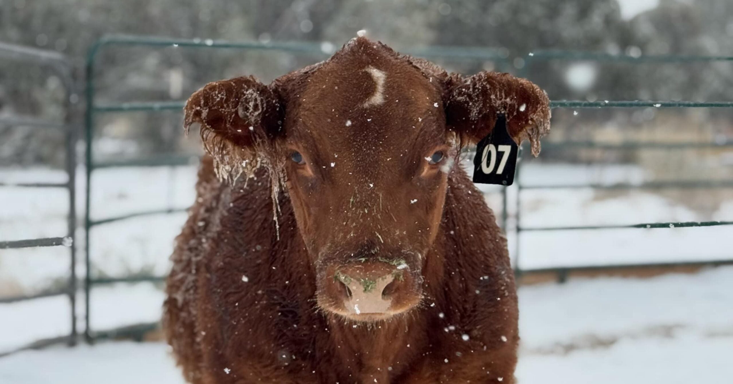 Snow and ice test farmers and communities during storm Blair AGDAILY