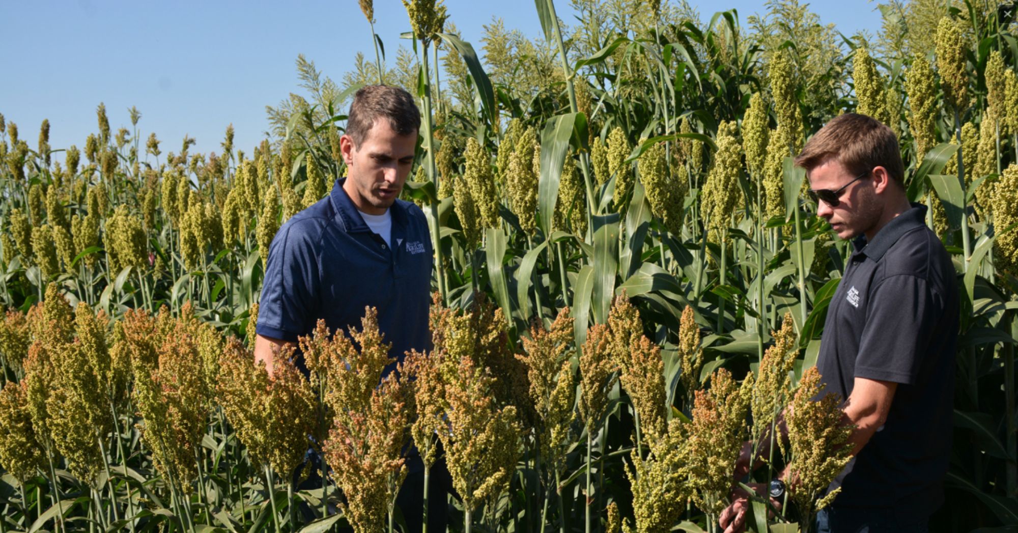 Sterile Male Sorghum 