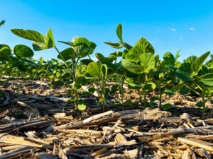 soybeans-no-till