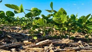 soybeans-no-till